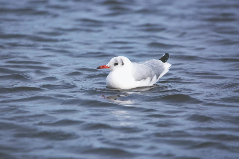 a small seagull swimming in water with ripples around it