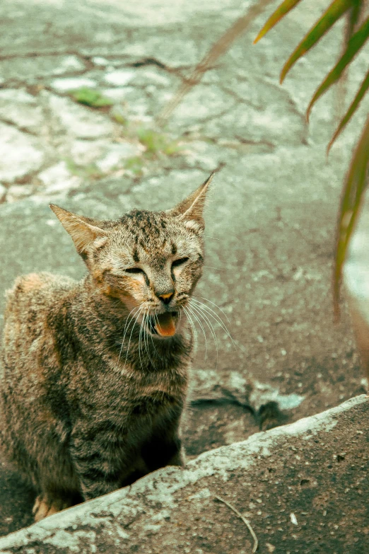 a cat sitting on a rock next to a tree