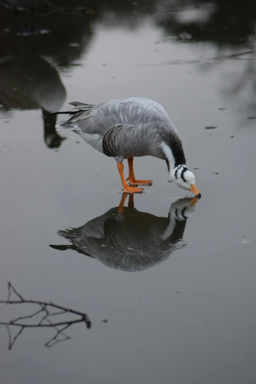 a duck is standing on water and drinking soing
