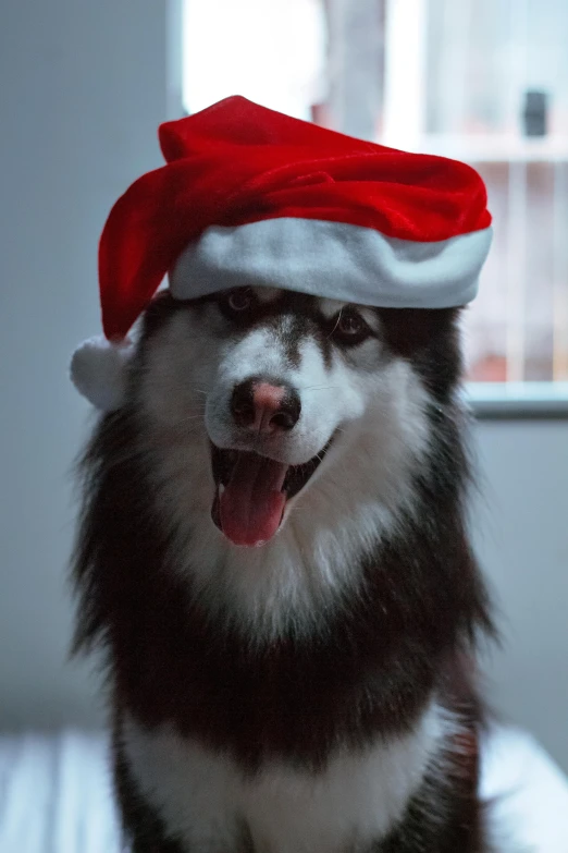 the husky dog has a hat that looks like it is wearing a santa claus cap