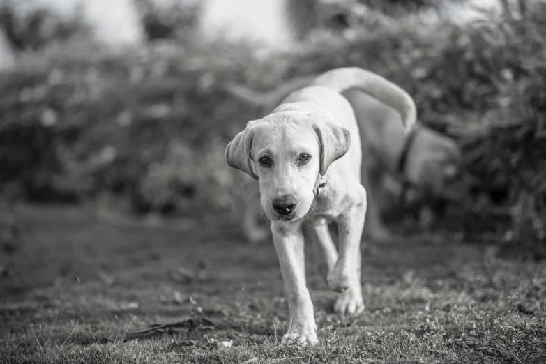 a dog is standing on a lawn looking at the camera