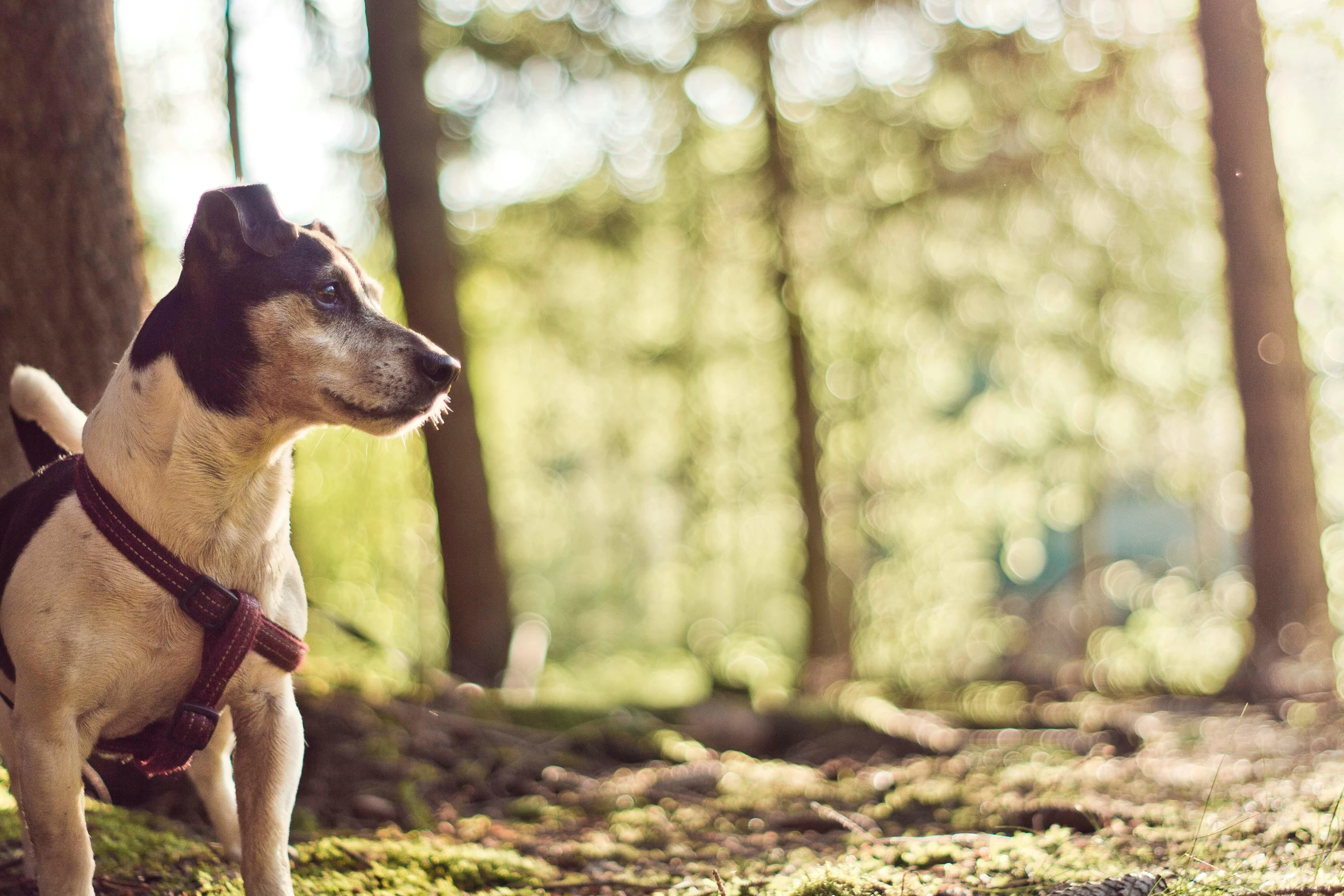 a dog sitting in the woods looking away