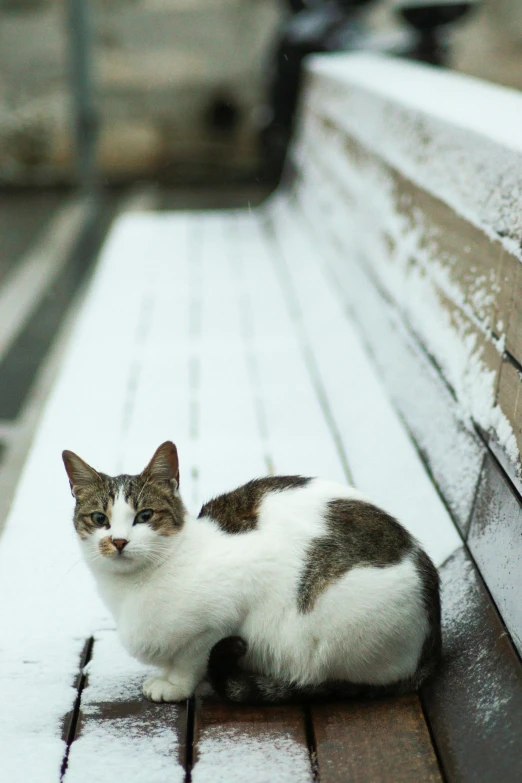 a grey and white cat is sitting on a wooden bench