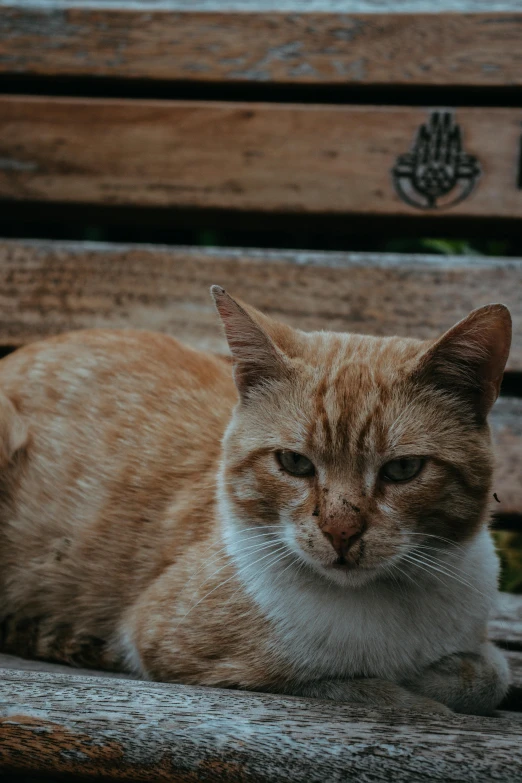 a cat that is sitting on a bench