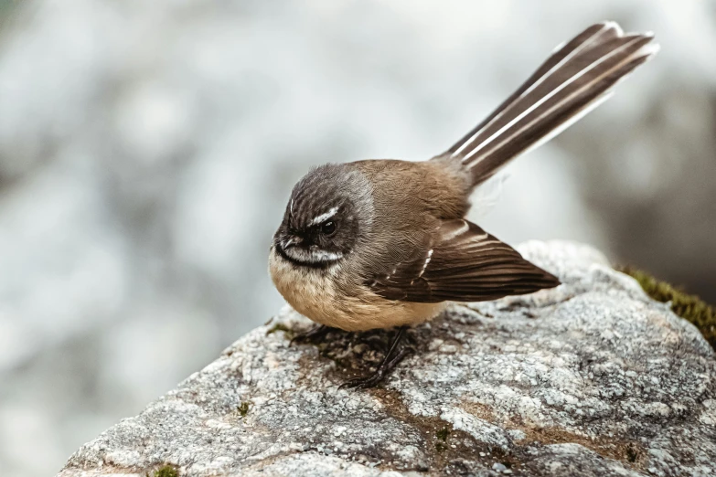 a little bird perched on a large rock with wings open