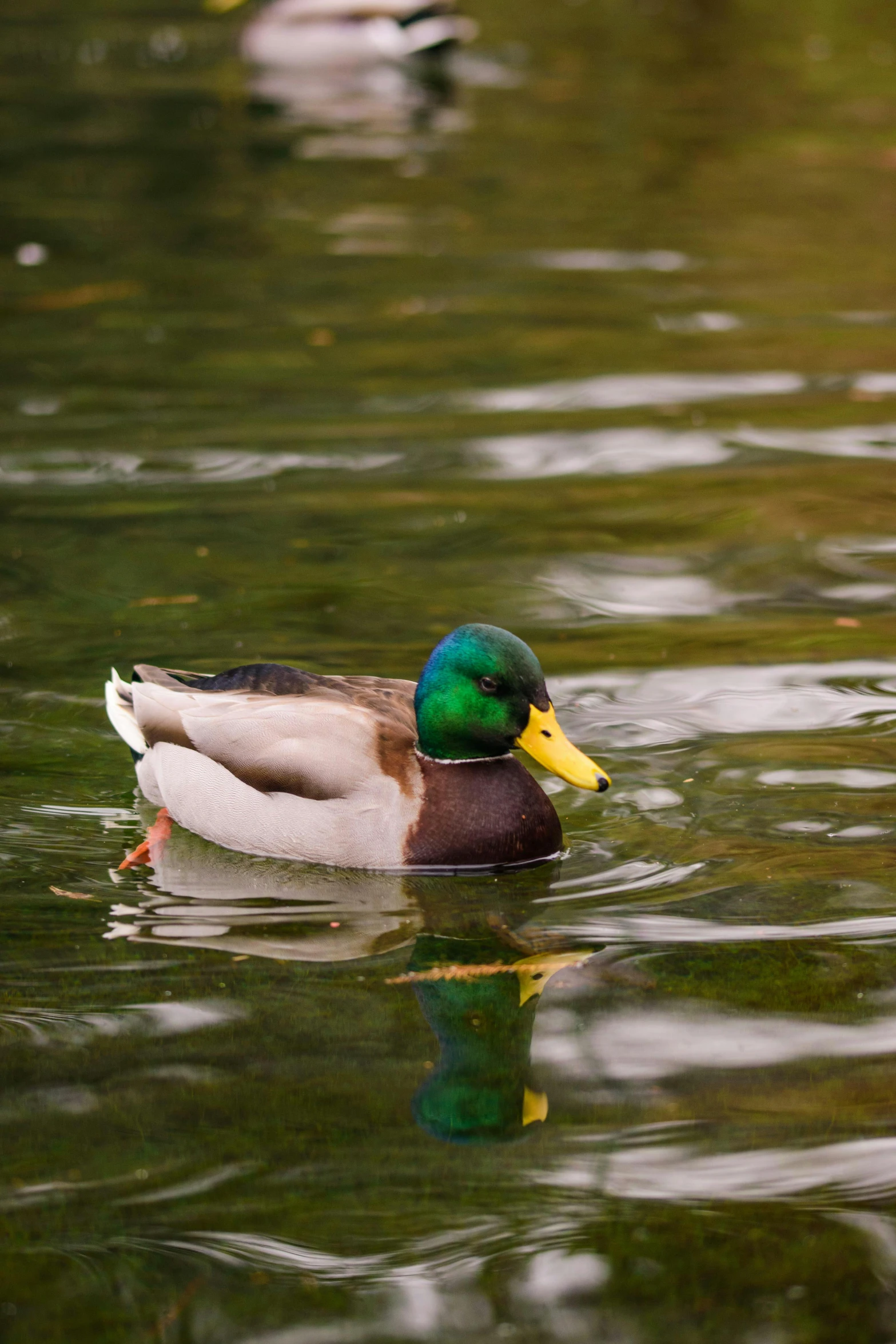 two ducks on the water near one another