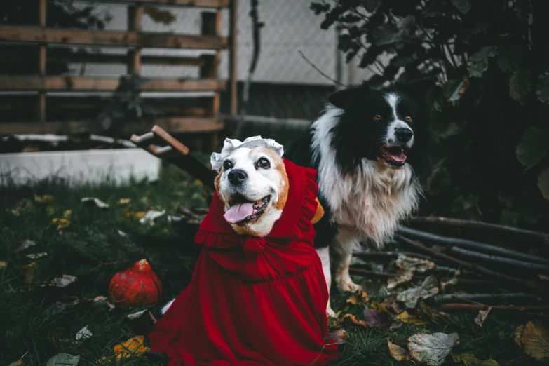 two dogs dressed up in red clothes near trees