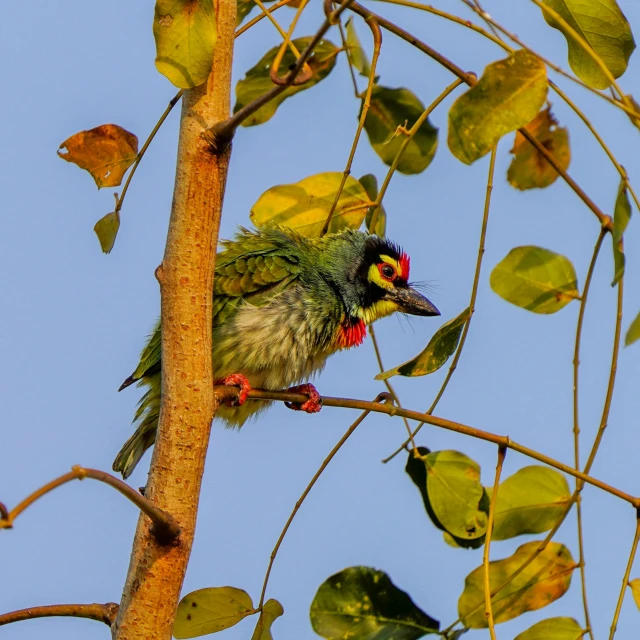 a green bird sitting on the nch of a tree