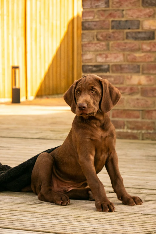 a puppy laying on top of a person holding a leash