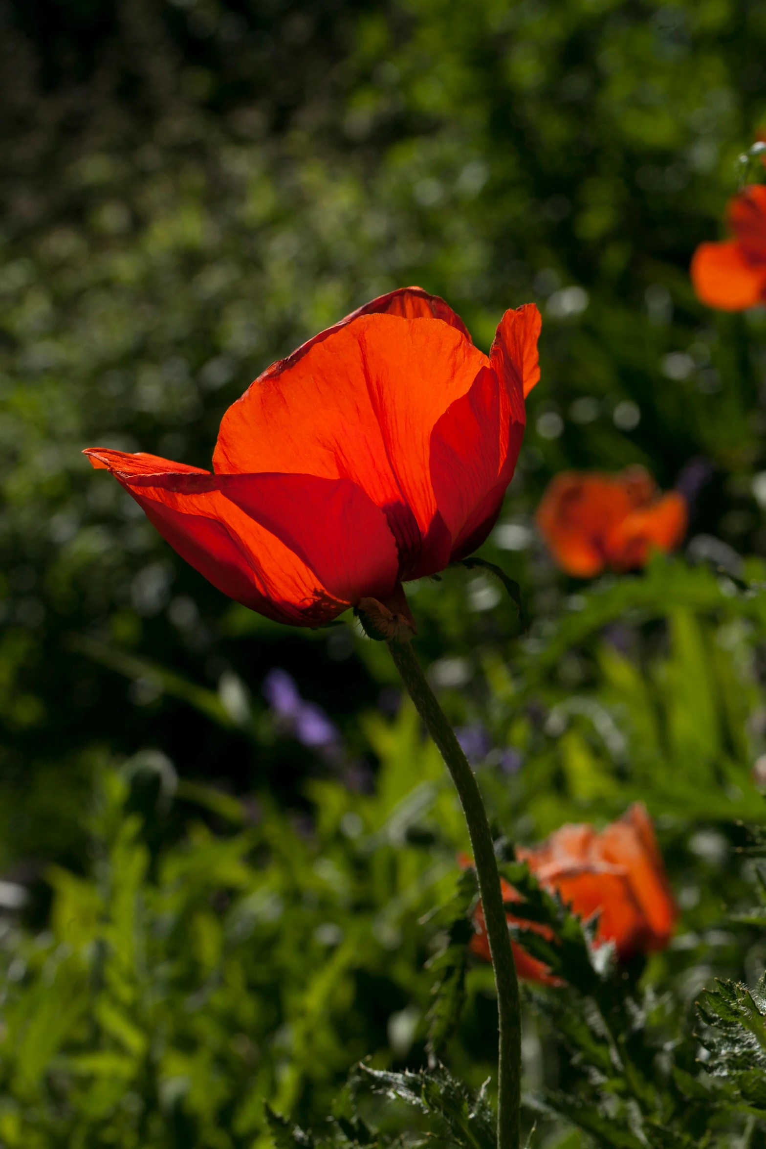 an orange flower sitting on top of grass