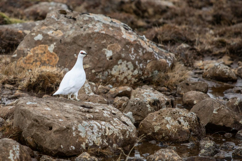 the white bird stands on the rocks and is looking for food