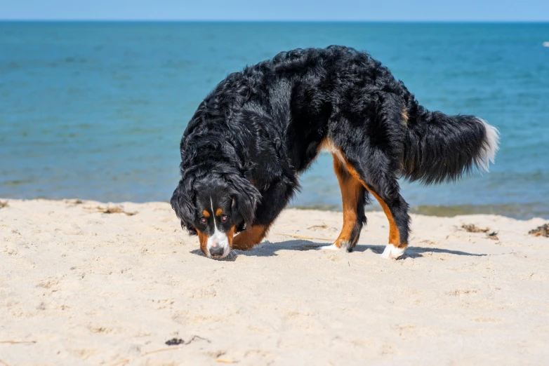 a black and brown dog bent over in the sand