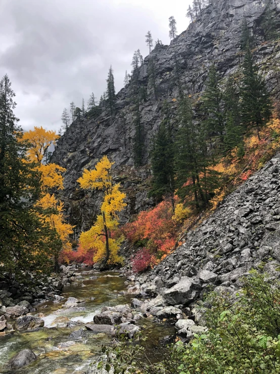 a mountain stream running through the middle of a forest