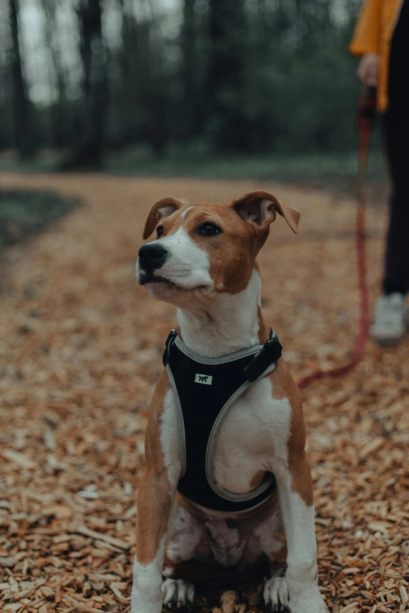 brown and white dog wearing black harness while sitting on a leaf covered path