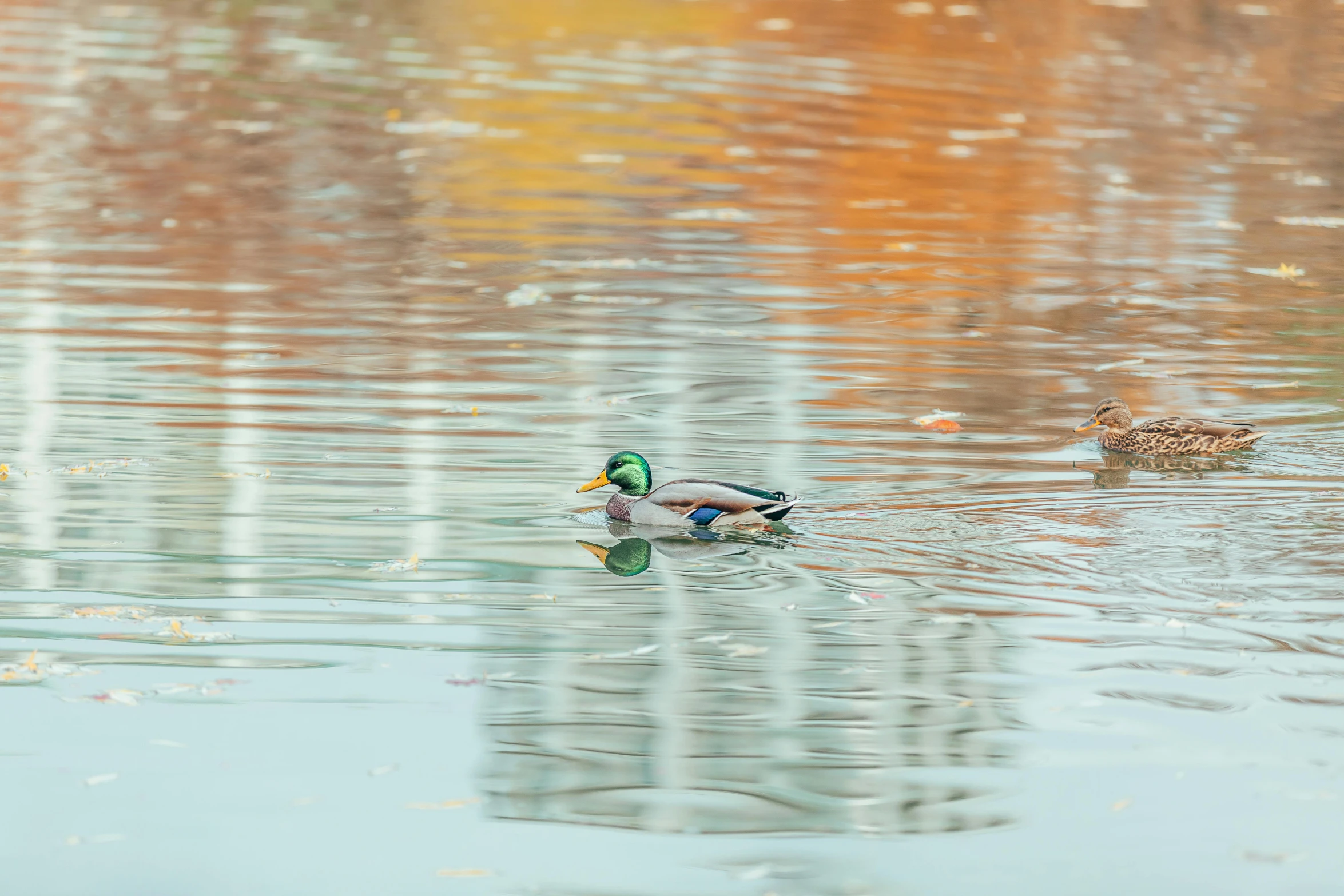 the ducks are swimming around in the calm water