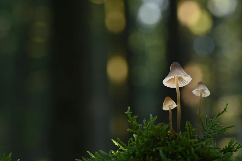 two mushrooms growing out of moss in the forest