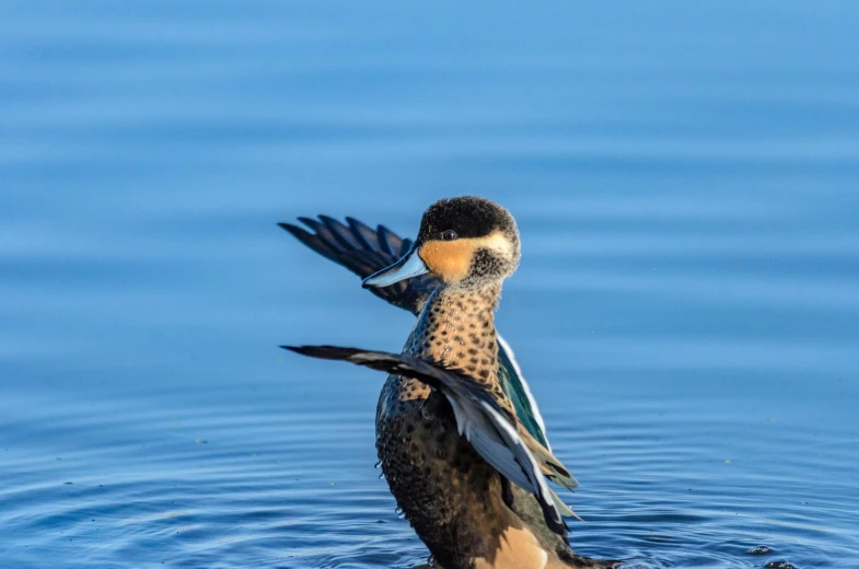 a bird with wings spread stands in the water