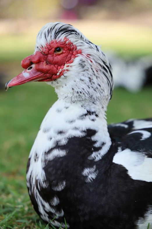 this is a picture of a close up of a duck