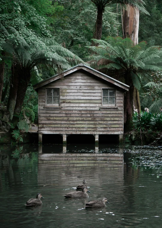 a family of ducks swimming on the river under a building