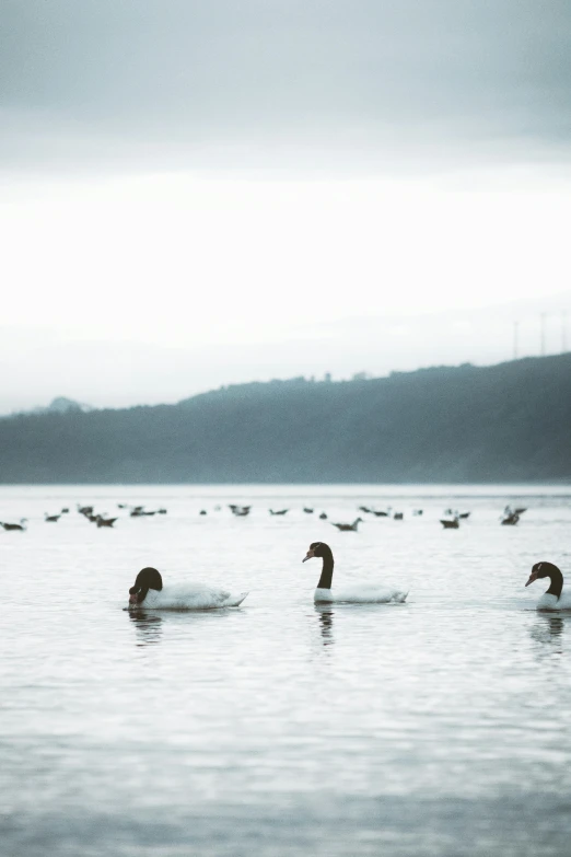 several ducks in a large body of water