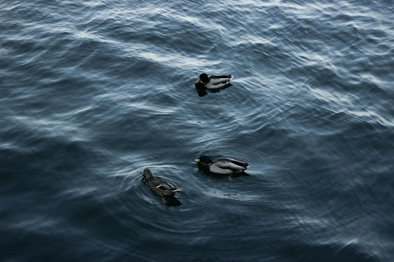 two ducks are floating in a body of water