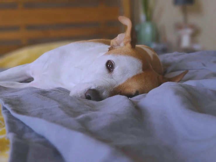 a close up of a dog laying on a bed