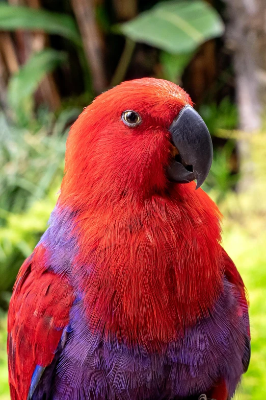 the large red parrot is sitting on the wood