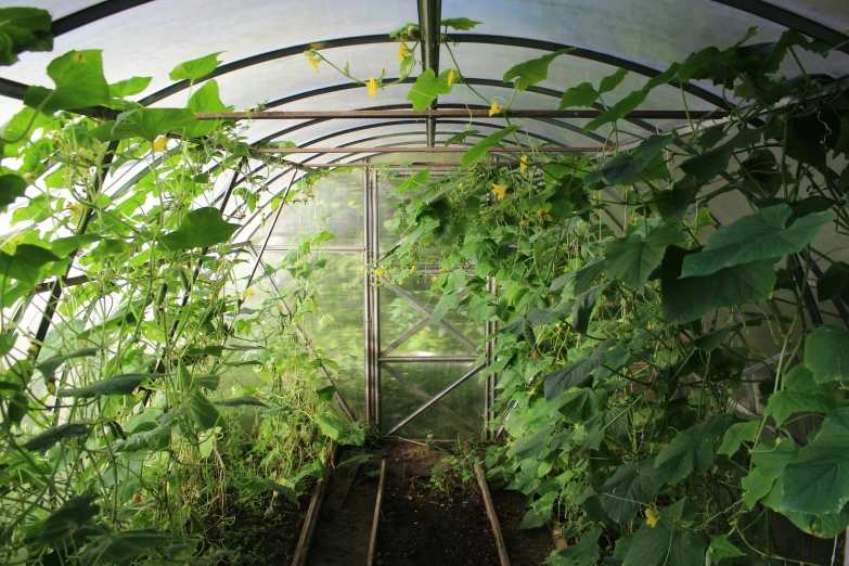 an indoor greenhouse with plants and some wire mesh