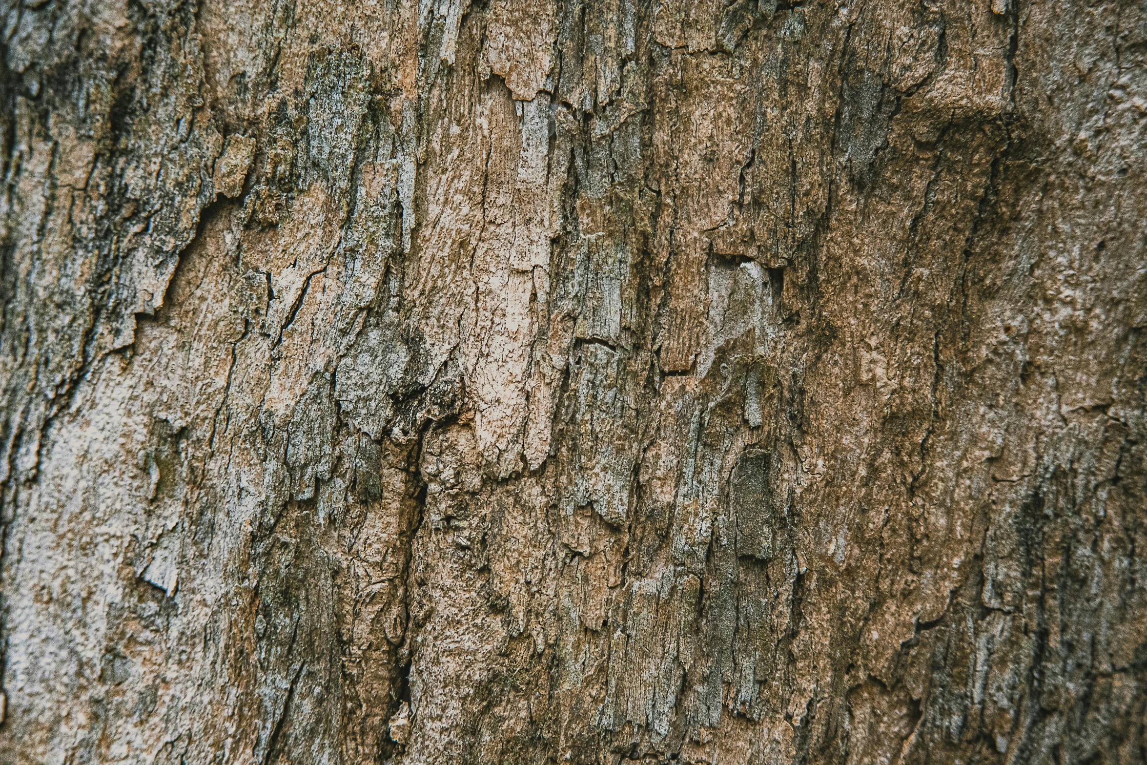 the bark of an adult tree has brown stains