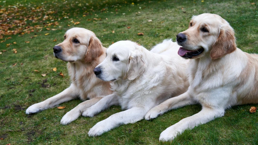 three large white dogs are resting on the grass