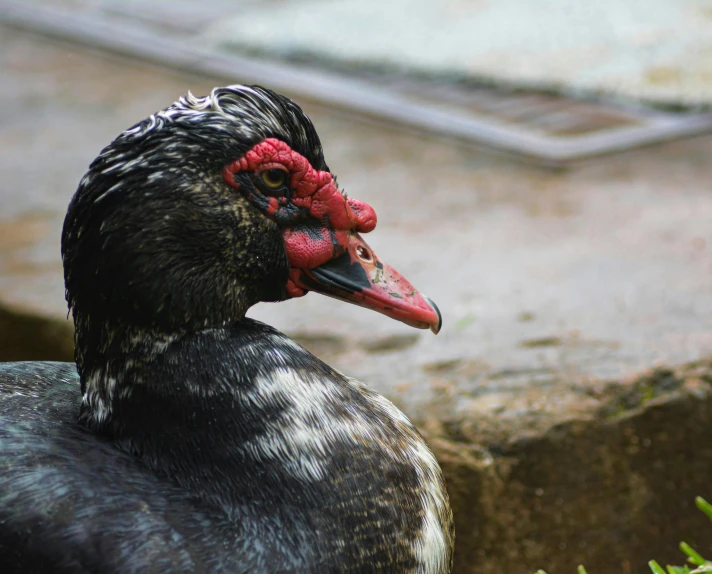 a duck with red head and black feathers by a stone wall