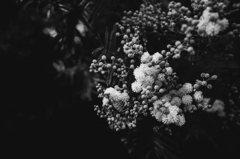 an image of a bunch of flowers on the tree