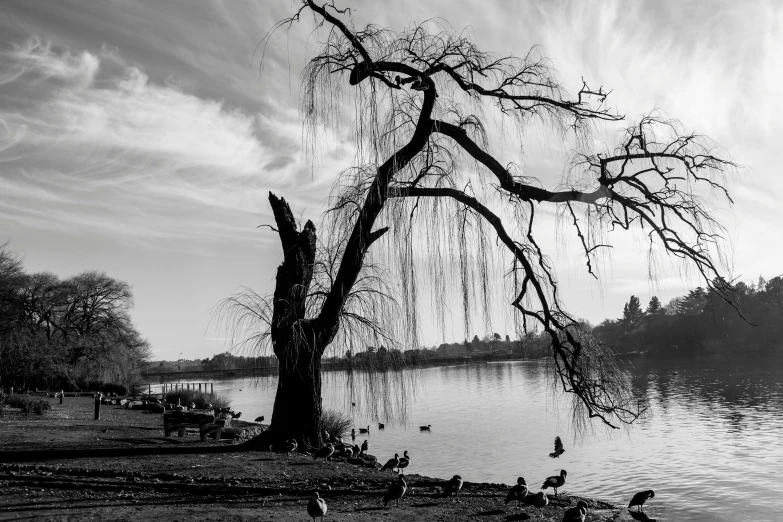 some black and white pictures of a tree by the water