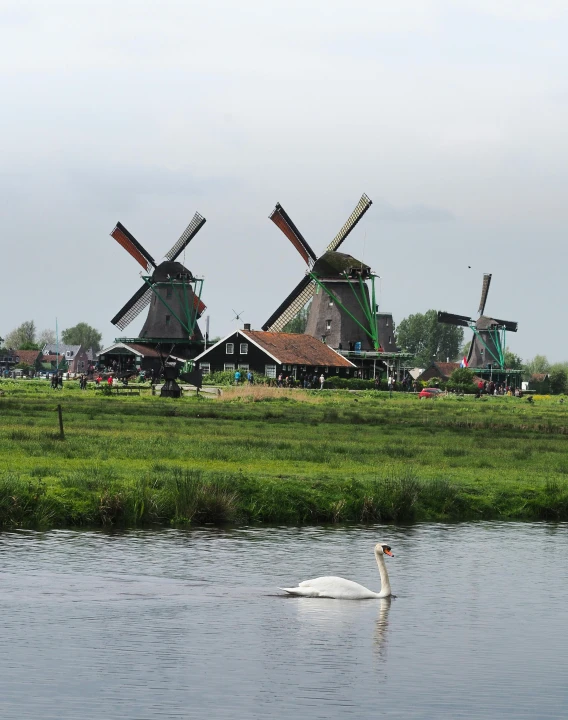 a duck swimming in front of two windmills