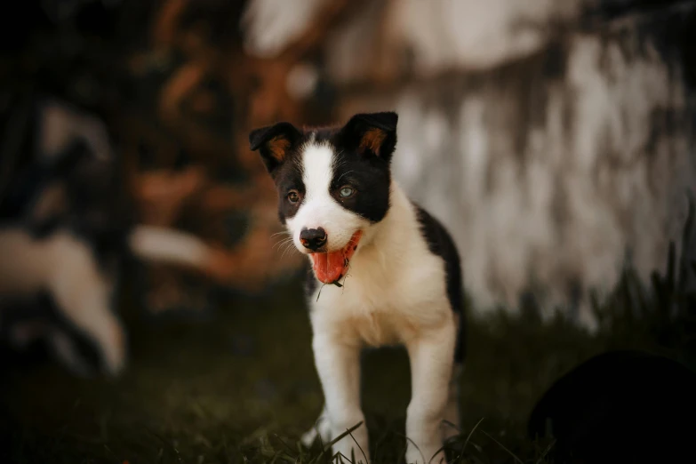 a small black and white dog standing on some grass