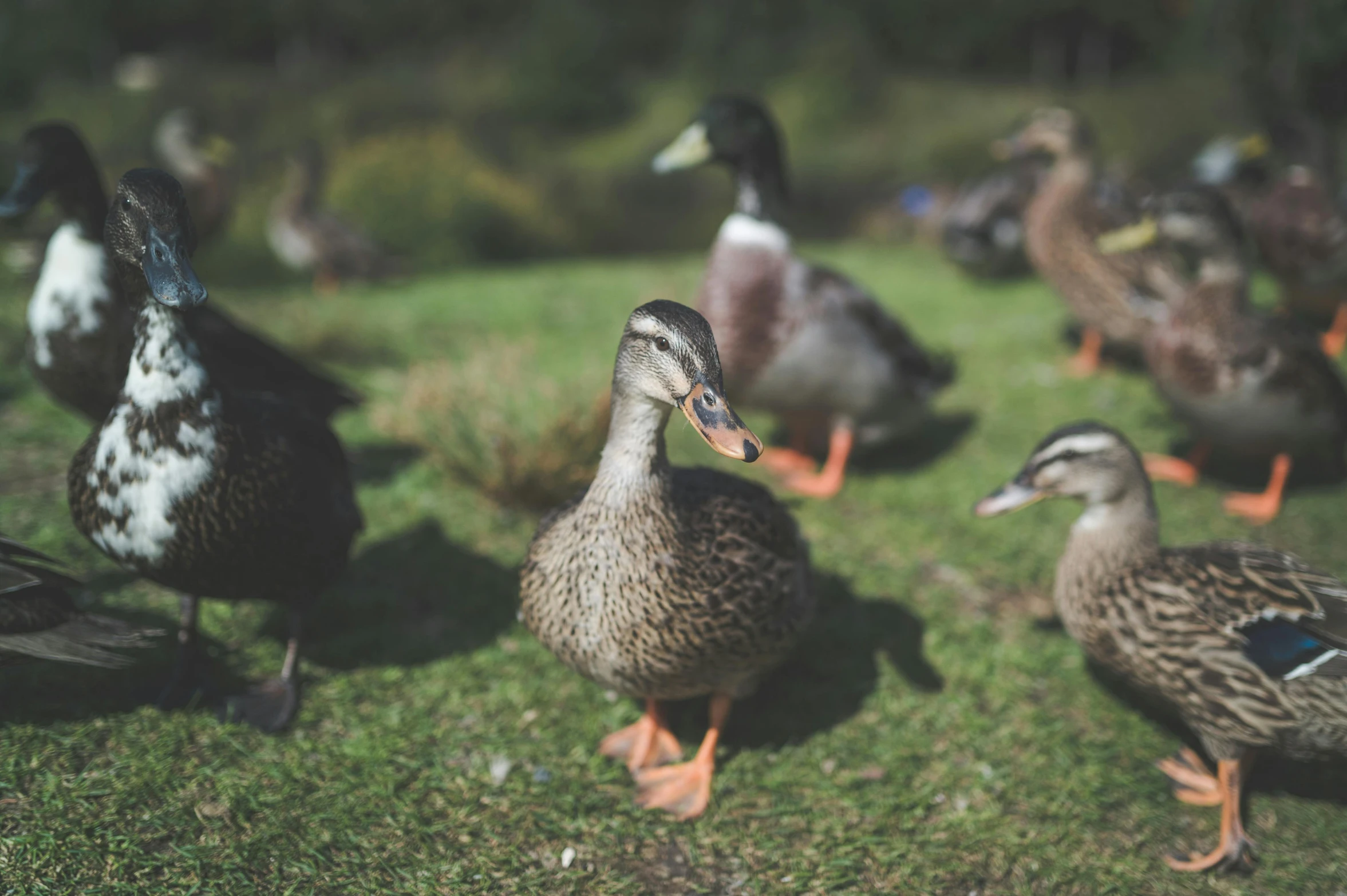 group of ducks standing in the grass on the side of a street