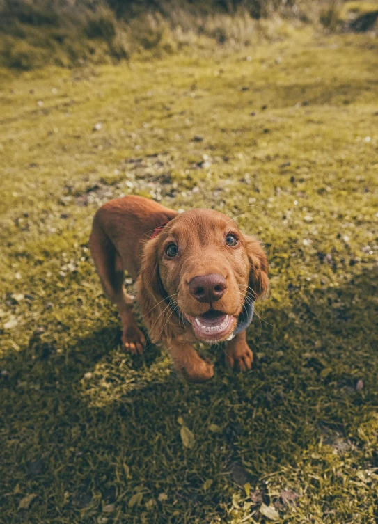 an adorable little brown dog standing on top of grass