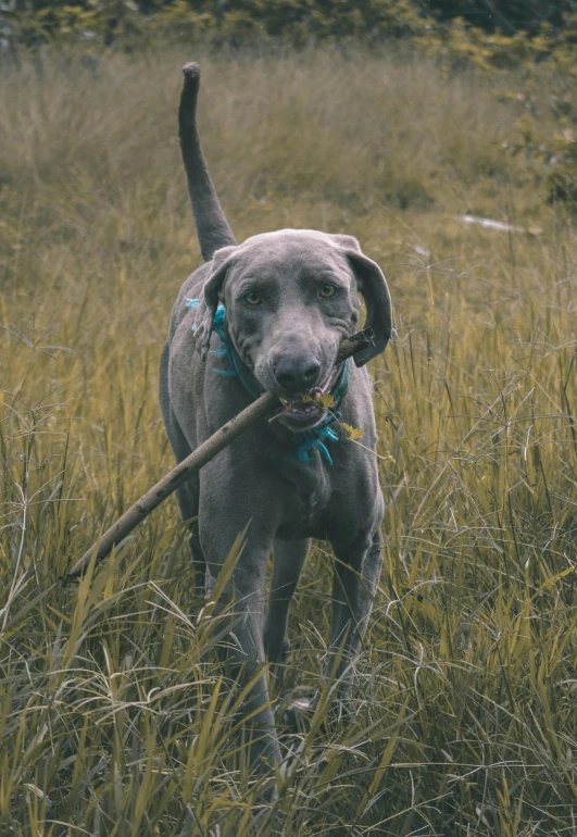 a dog carrying soing in his mouth while standing in tall grass