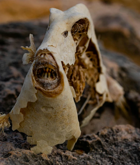 a closeup of the end of an animal's head