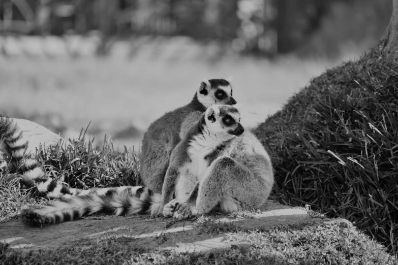 two lemurs sitting on top of a rock