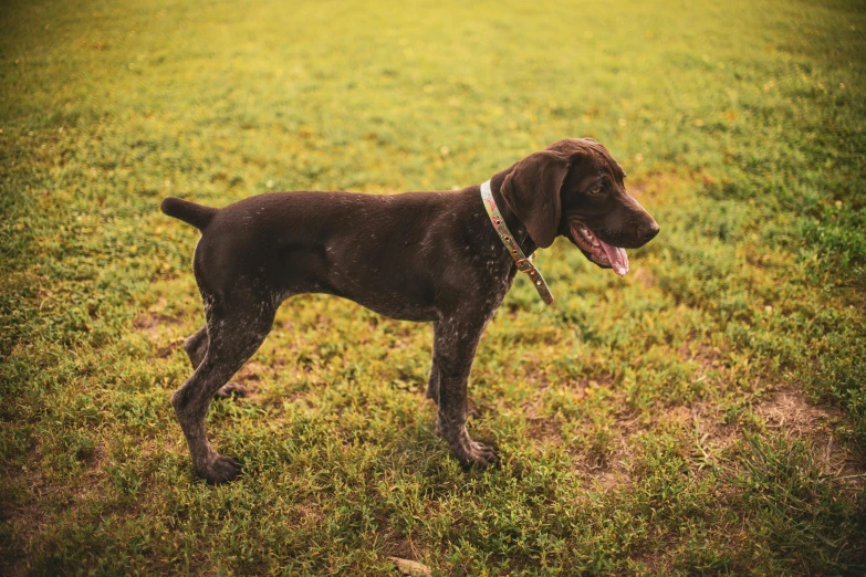 a dog is standing in an open field