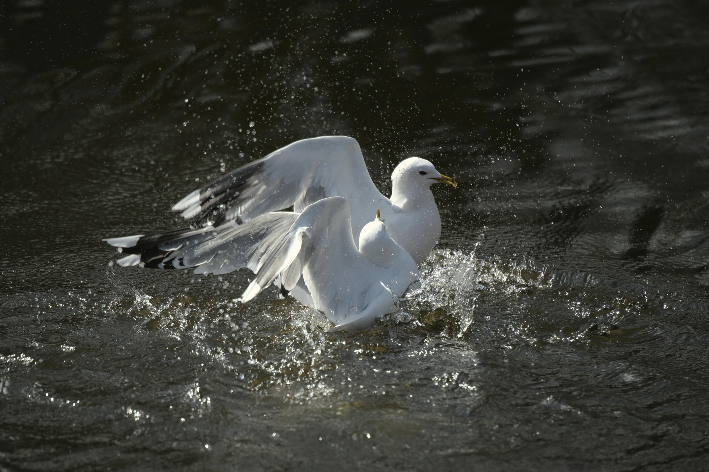 a seagull splashes water from its wings and flies in the water