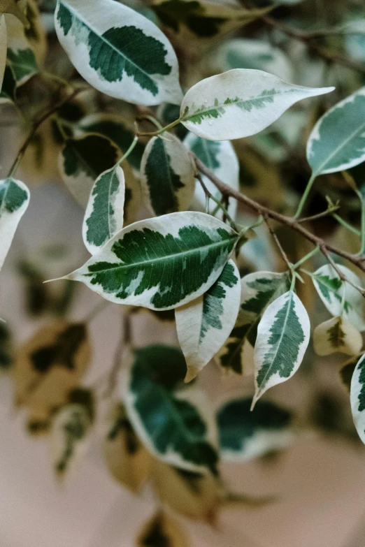 the leaves and stems of a tree