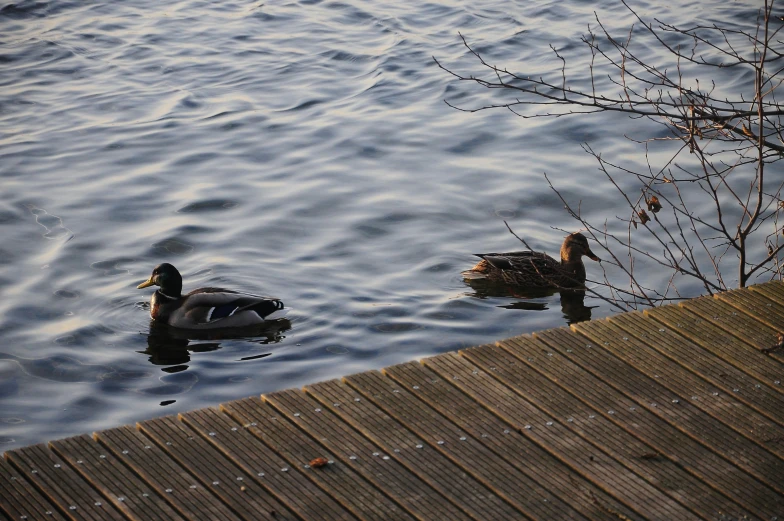 two ducks swimming in the water at the dock