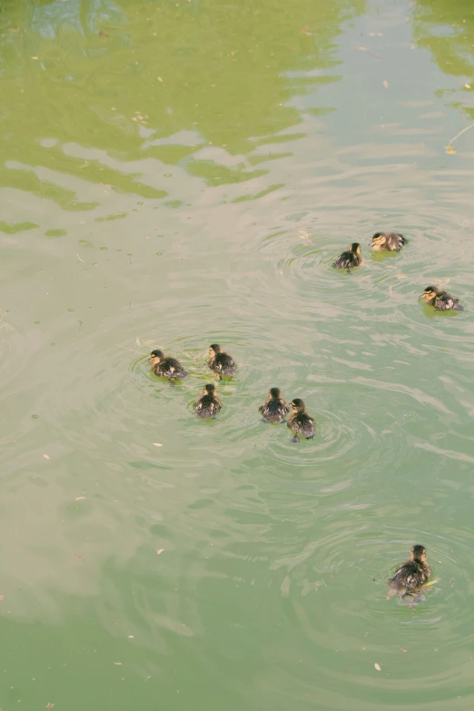 a pond of green water with several ducks swimming