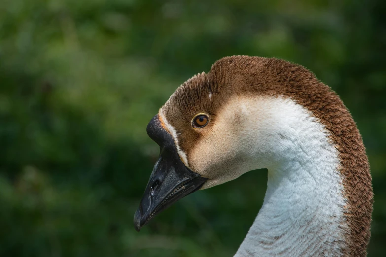 an image of a duck with a blurry background