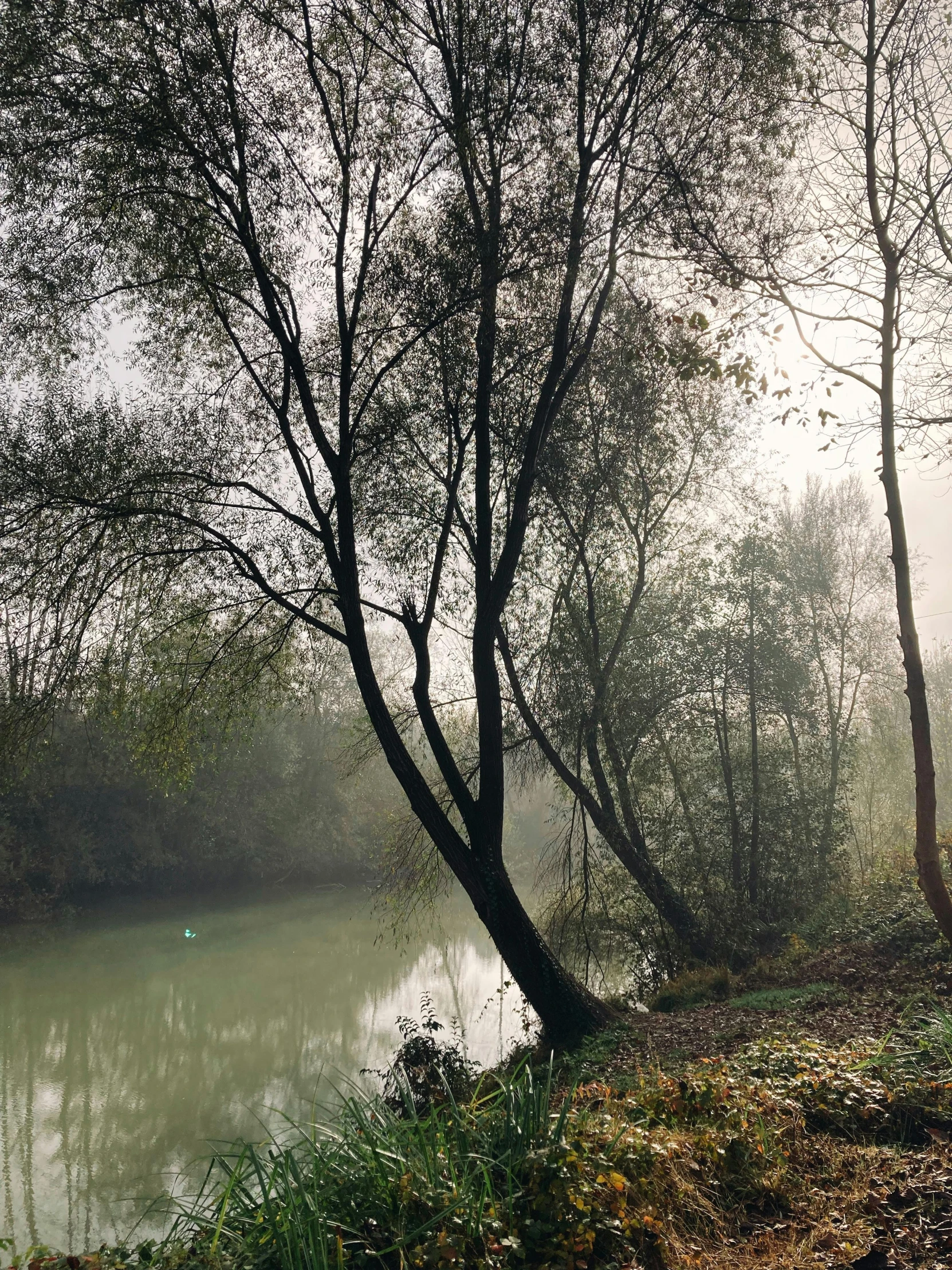 two trees in the foreground and a river on the far side with fog