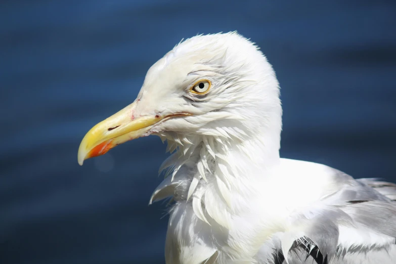 a white bird is standing in front of the water