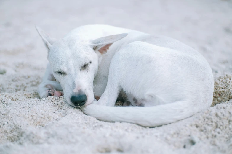 a white dog laying in sand next to its owner