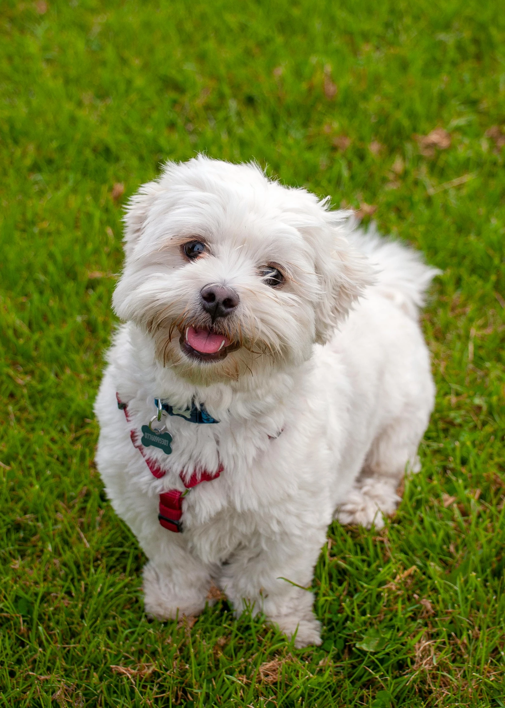 a small dog sitting in the grass with a red tie on